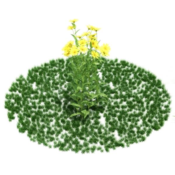 مدل سه بعدی گیاه